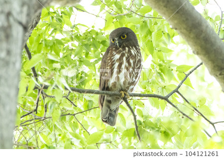White-faced owl in the shrine forest 104121261