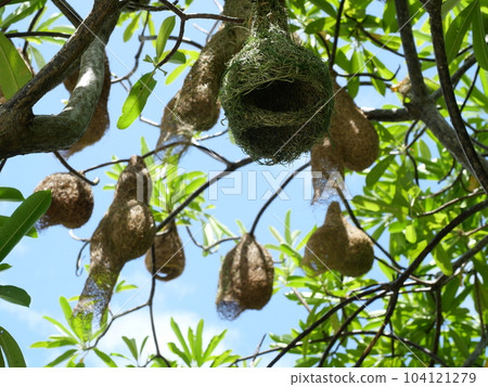 Group of Baya Weaver (Ploceus philippinus) bird nest on tree plant branch with blue sky in background, Thailand Group of Baya Weaver (Ploceus philippinus) bird nest on tree plant branch with blue sky in background, Thailand 104121279