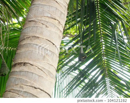 Baya Weaver (Ploceus philippinus) bird nest on Coconut palm tree plant branch with blue sky in background, Thailand Baya Weaver (Ploceus philippinus) bird nest on Coconut palm tree plant branch with blue sky in background, Thailand 104121282