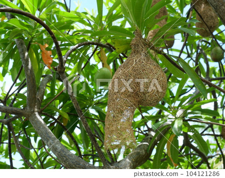 Group of Baya Weaver (Ploceus philippinus) bird nest on tree plant branch with blue sky in background, Thailand Group of Baya Weaver (Ploceus philippinus) bird nest on tree plant branch with blue sky in background, Thailand 104121286