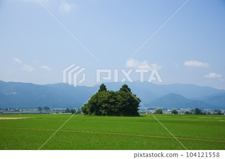 Cat island standing in the rice field 104121558
