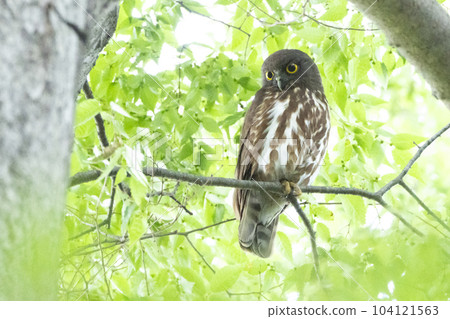 神社森林中的白臉貓頭鷹 104121563