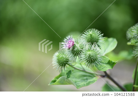 Burdock flower and bud Burdock flower and bud 104121588