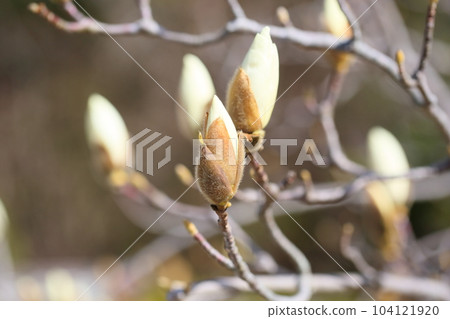 Early spring blooming white magnolia flowers 104121920