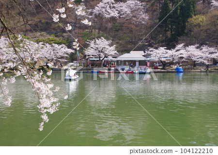 回憶公園櫻花節 104122210