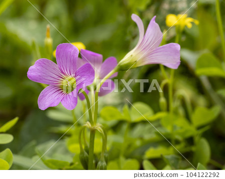 Murasaki Kabaki花 Murasaki Kabaki花 104122292