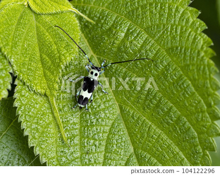 Rummy longhorn beetle on a leaf 104122296