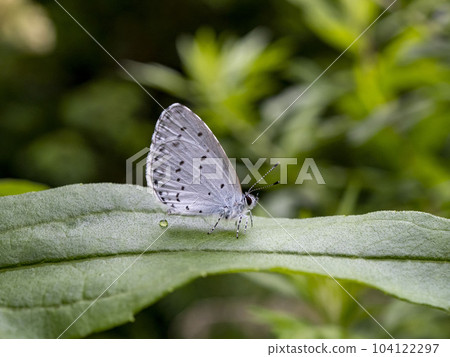 Bluespot butterfly on a leaf 104122297