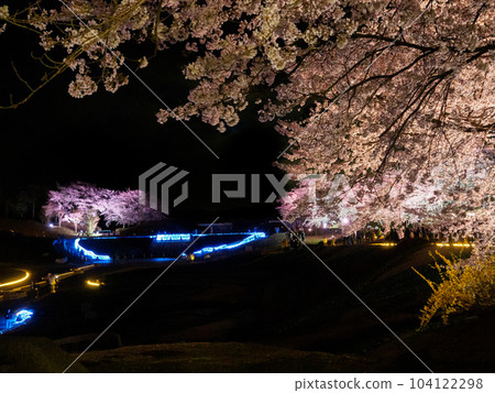 Cherry blossoms at night at Michinoku Morinoko National Government Park 104122298