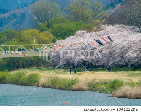 Cherry blossoms, carp streamers and river Cherry blossoms, carp streamers and river 104122299