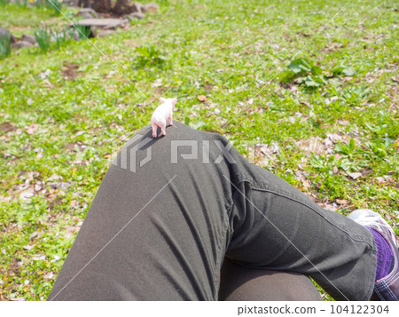 Put the piglet on your lap. 104122304