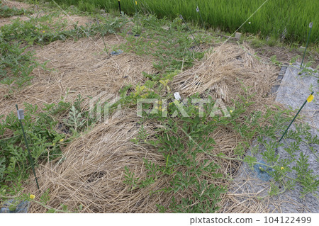 Poorly growing watermelon field 104122499