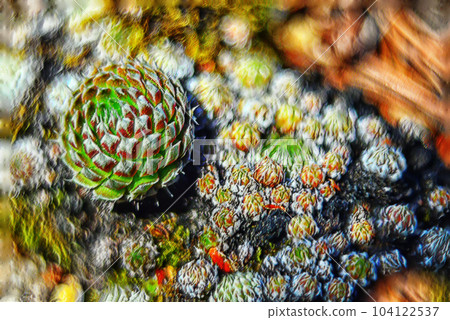 Close up view of succulent plant on the ground with blurred background. Digital painting in pastel. 104122537