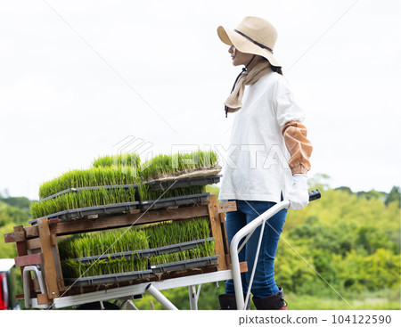 rice field and young woman rice field and young woman 104122590