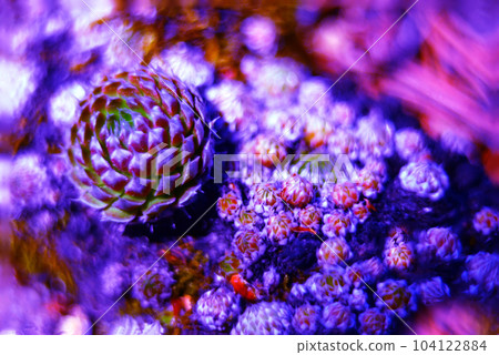 Close-up of a beautiful plant on a natural background in purple. Illustration. Digital art. Close-up of a beautiful plant on a natural background in purple. Illustration. Digital art. 104122884