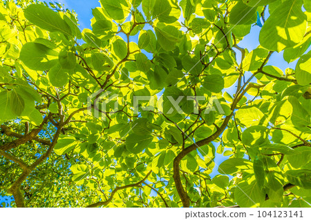 Yokohama cityscape in Japan white magnolia. Images of ecology, virtuous heart, love of nature, etc. = Yokohama 104123141
