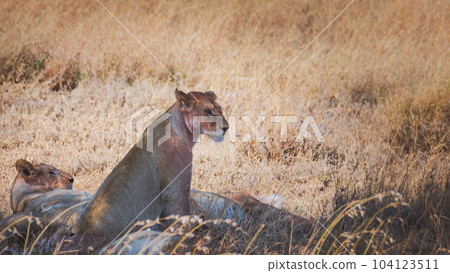 Pride of lionesses resting after eating a prey. Serengeti National Park Tanzania Pride of lionesses resting after eating a prey. Serengeti National Park Tanzania 104123511