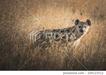 Hyena among the prairie grass of the Serengeti National Park. Tanzania. Hyena among the prairie grass of the Serengeti National Park. Tanzania. 104123512