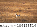Isolated Thomson's gazelle in the prairie of Serengeti National Park. Tanzania. 104123514