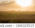 Acacia trees backlit in the vast grasslands of Serengeti National Park. Tanzania. 104123515