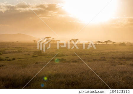 Acacia trees backlit in the vast grasslands of Serengeti National Park. Tanzania. 104123515