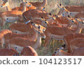 Herd of multiple female Impala (Aepyceros melampus) in the grasslands of Serengeti National Park. Tanzania. 104123517