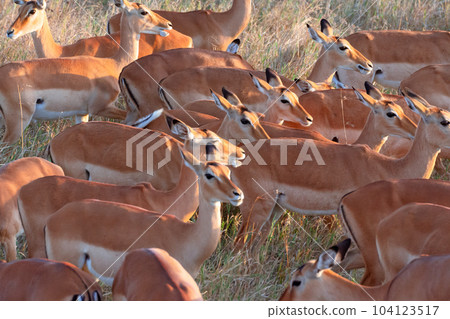 Herd of multiple female Impala (Aepyceros melampus) in the grasslands of Serengeti National Park. Tanzania. Herd of multiple female Impala (Aepyceros melampus) in the grasslands of Serengeti National Park. Tanzania. 104123517