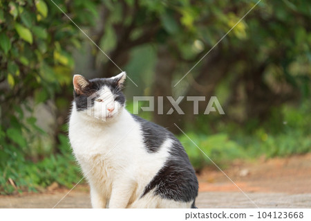 住在公園裡的流浪貓 1 住在公園裡的流浪貓 1 104123668