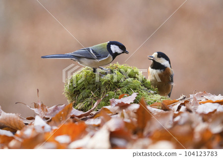Titmouse and Varied Tit at Tateshina Highlands Titmouse and Varied Tit at Tateshina Highlands 104123783