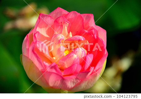 蓮花 104123795
