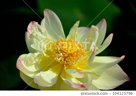 Lotus flower Lotus flower 104123796