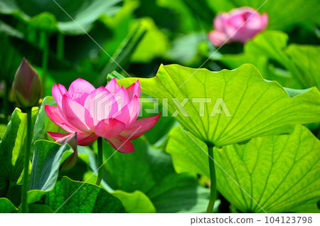 Lotus flower Lotus flower 104123798