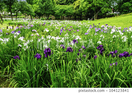 東京都水本公園葛飾鳶尾節 104123841
