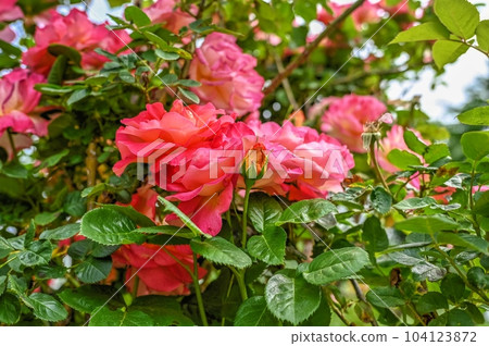 Red Black Magic Rose flower on green leaves background 104123872