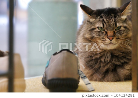 shoe store cat clerk arthur shoe store cat clerk arthur 104124291
