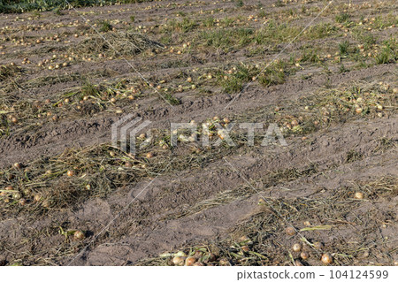 A field with a ripe onion harvest during the food harvest 104124599