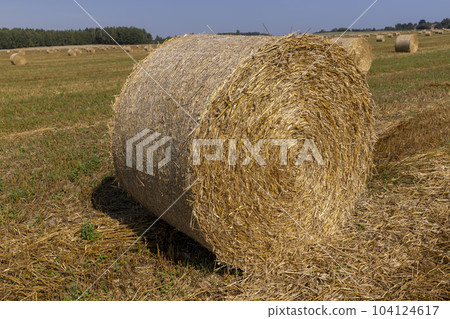 A field with cereals in the summer A field with cereals in the summer 104124617