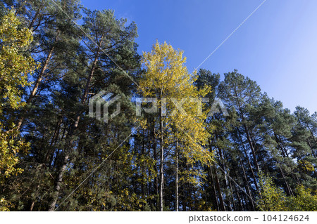 Autumn nature with trees during the fall of colorful foliage Autumn nature with trees during the fall of colorful foliage 104124624