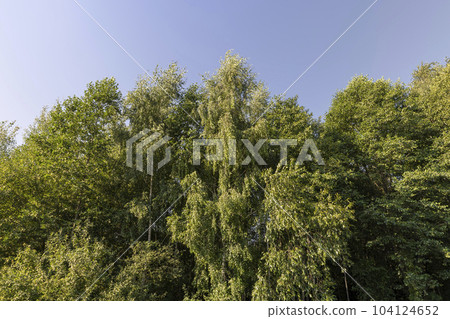 Different trees growing together in the forest Different trees growing together in the forest 104124652