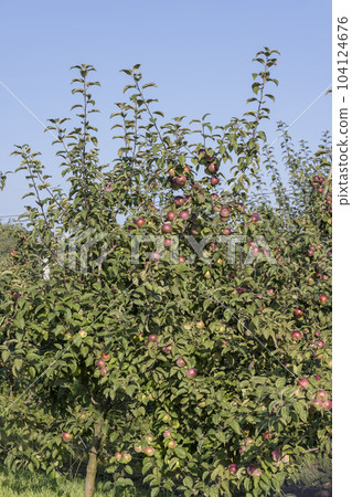 Apple harvest in the apple orchard Apple harvest in the apple orchard 104124676