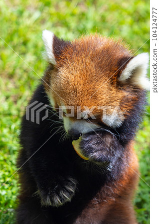 Sapporo Maruyama Zoo Red Panda Sapporo Maruyama Zoo Red Panda 104124777