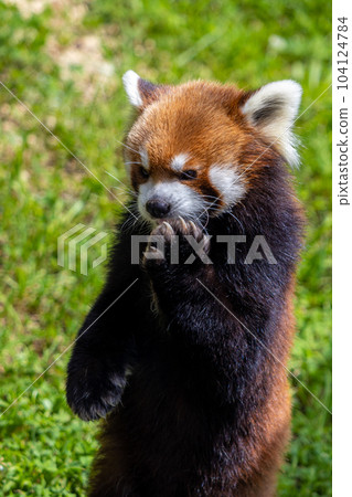 札幌丸山動物園小熊貓 札幌丸山動物園小熊貓 104124784