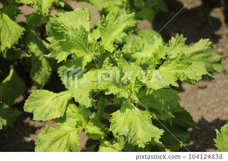 Perilla cultivation home garden 104124838