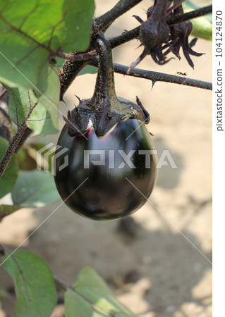 Kamo Eggplant Kyoto Vegetables Kitchen Garden 104124870