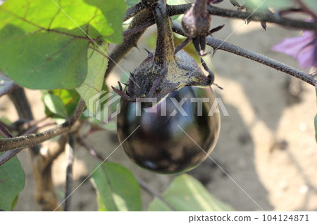 加茂茄子京都蔬菜廚房花園 104124871
