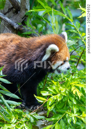 Sapporo Maruyama Zoo Red Panda Sapporo Maruyama Zoo Red Panda 104124932
