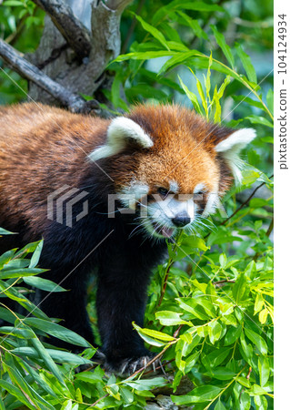Sapporo Maruyama Zoo Red Panda Sapporo Maruyama Zoo Red Panda 104124934