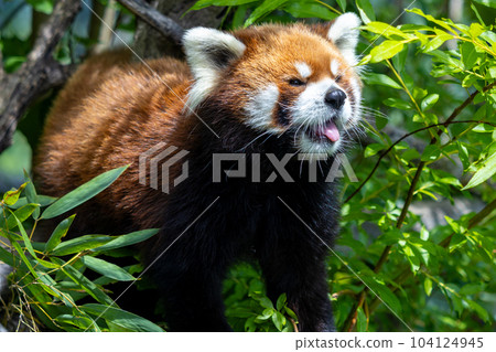 Sapporo Maruyama Zoo Red Panda - Stock Photo [104124945] - PIXTA