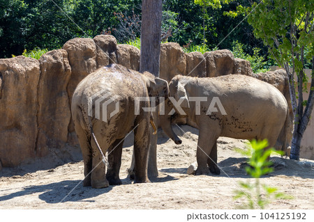 Sapporo Maruyama Zoo Elephant Sapporo Maruyama Zoo Elephant 104125192