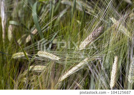 An agricultural field where ripening cereal wheat grows 104125687